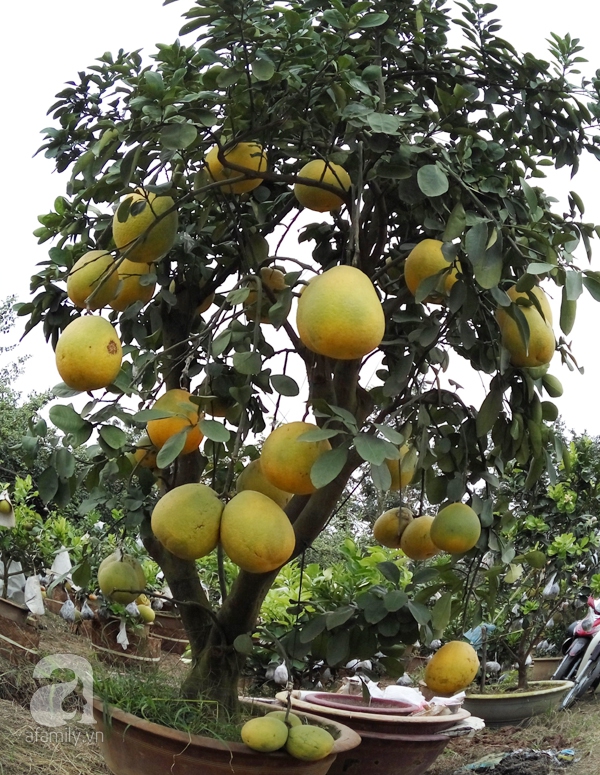 cây ngũ quả